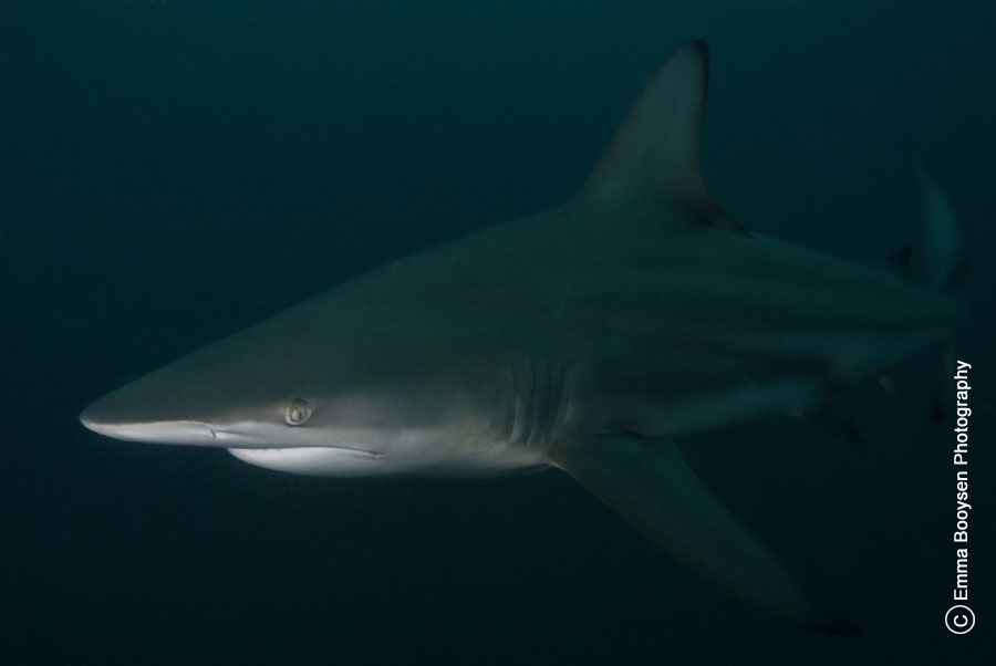Black tip shark Emma Booysen
