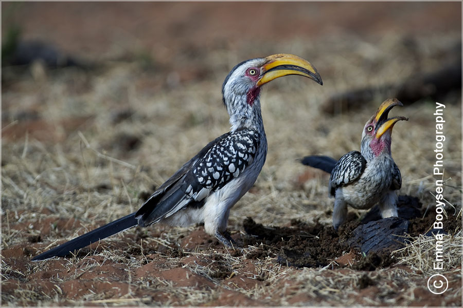 Hornbill Emma Booysen