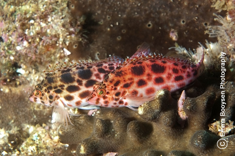 Hawkfishes Emma Boosyen