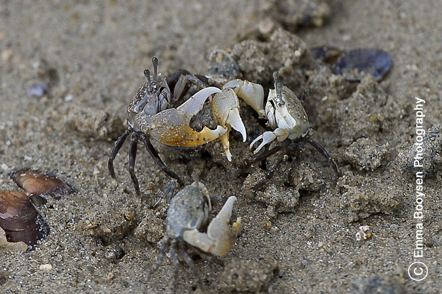 Crab fight Emma Booysen