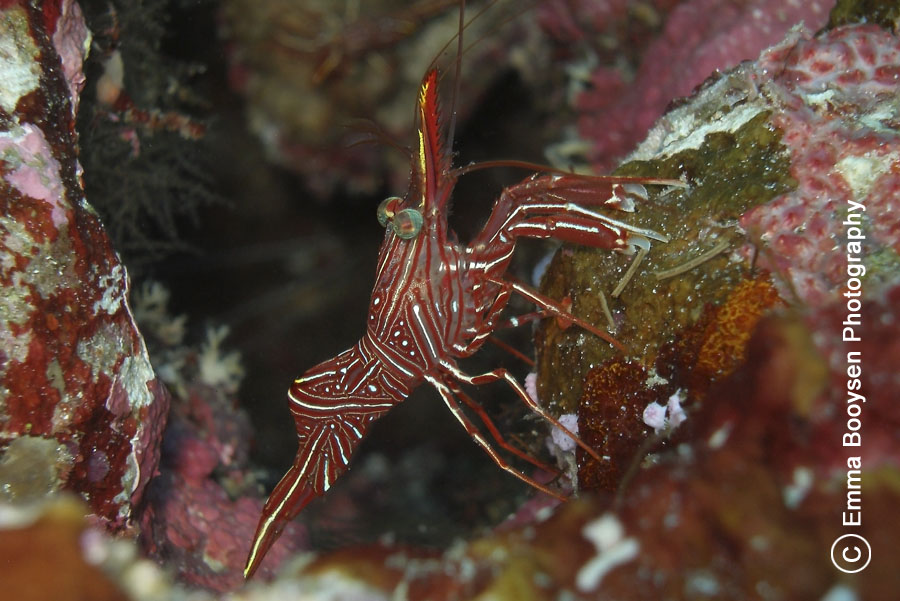 Durban Dancing Shrimp Emma Booysen