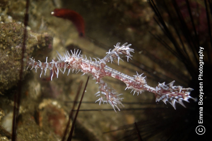 Ghost Pipefish Emma Booysen