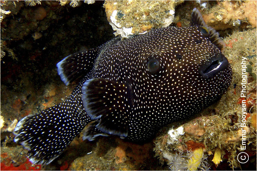 Pufferfish - Photo a day Emma Booysen