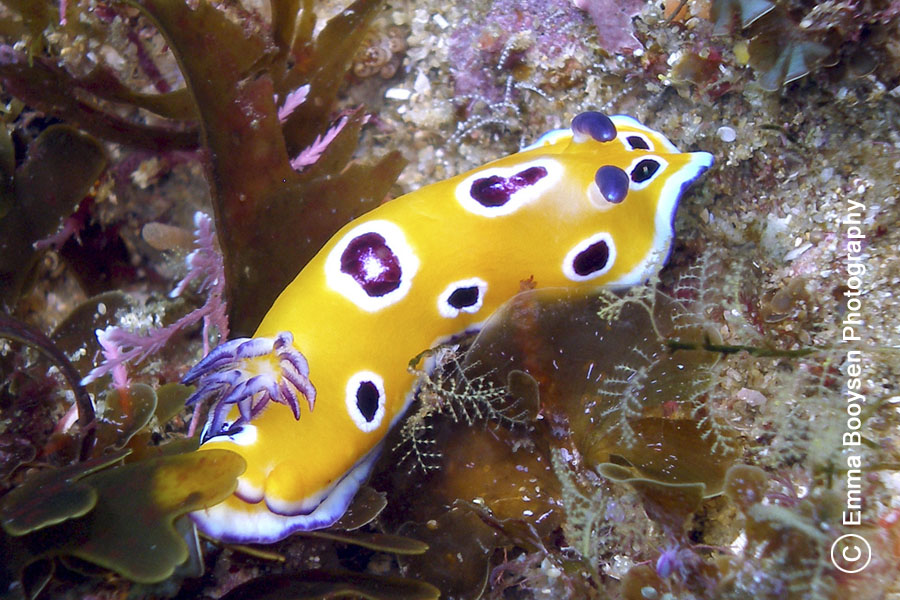 Nudibranch - Photo a day Emma Booysen