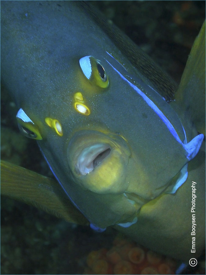 Angelfish - Photo a day Emma Booysen
