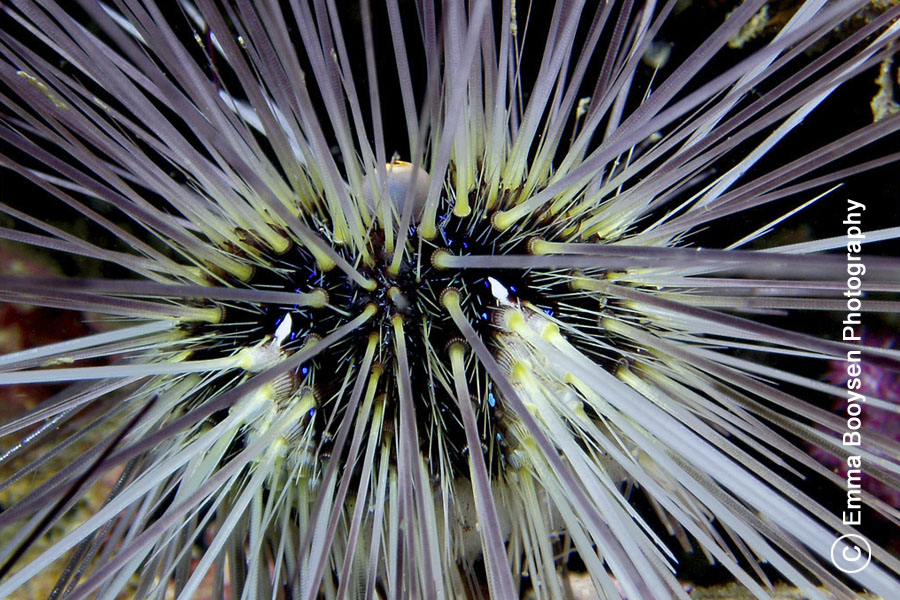 Sea Urchin - Photo a day Emma Booysen