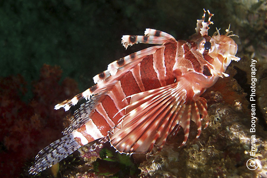 Lionfish - Photo a day Emma Booysen