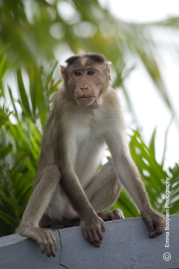 Monkey - Photo a day Emma Booysen