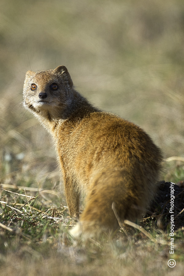 Mongoose - Photo a day Emma Booysen