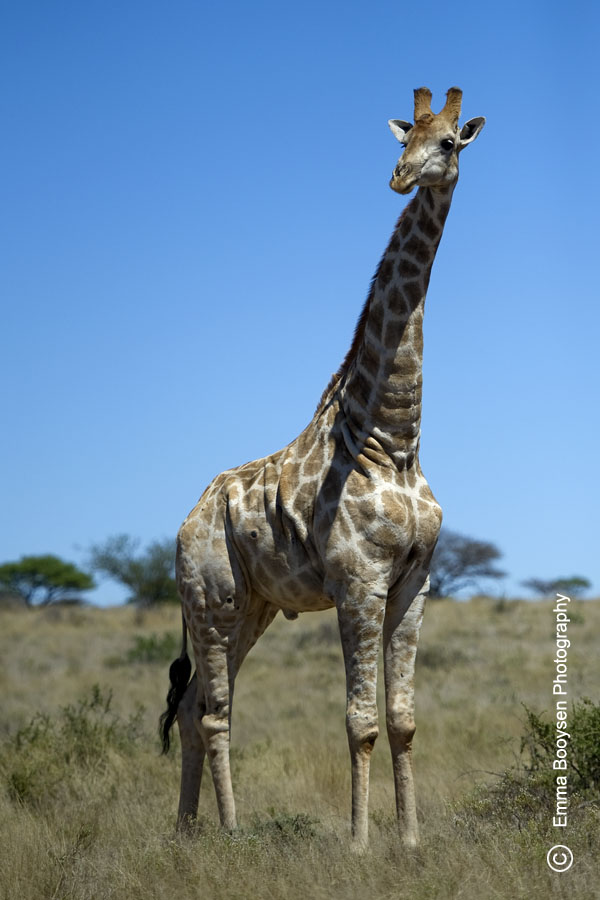 Giraffe - Photo a day Emma Booysen