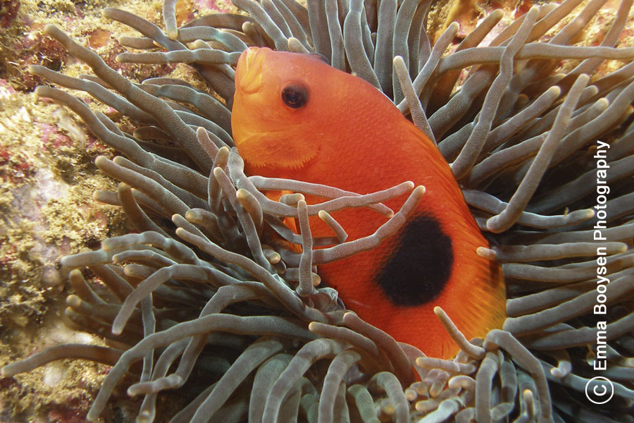Anemone fish - photo a day Emma Booysen