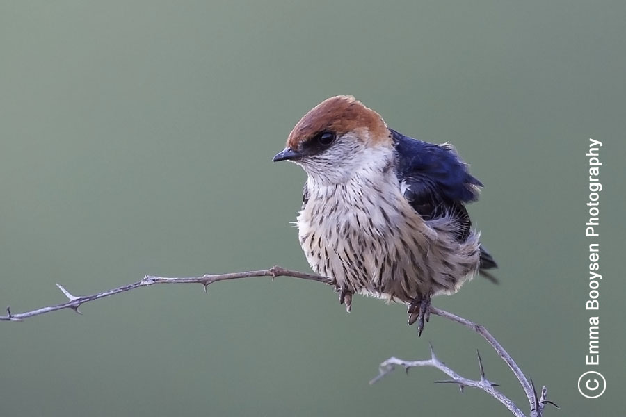 Swallow - Photo a day Emma Booysen