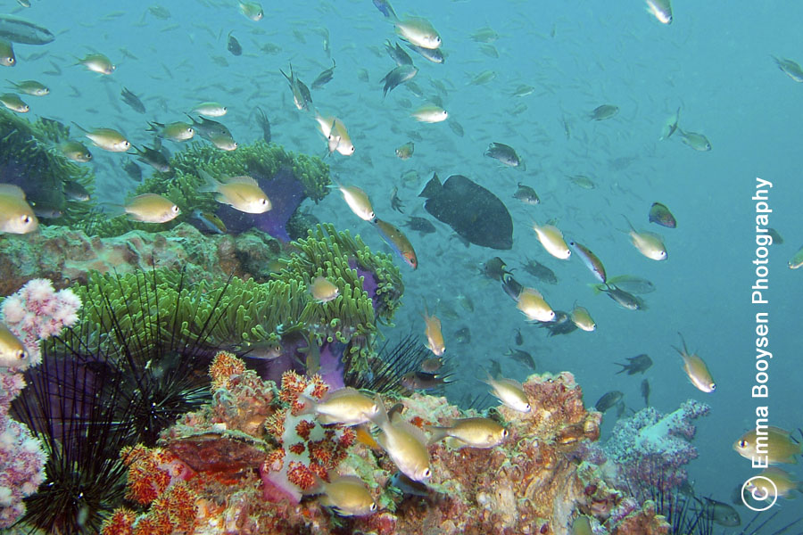 Anemone Reef - Photo a day Emma Booysen